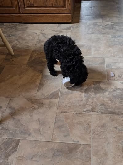 BeBe, a female Poodle - Toy  for sale in Millerstown, PA – 7 of 8