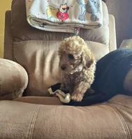 Patience, a female Poodle - Miniature  for sale in Millerstown, PA – Photo 2 of 4
