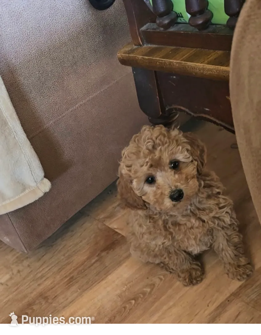 Patience, a female Poodle - Miniature  for sale in Millerstown, PA – Photo 4 of 4