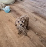 Patience, a female Poodle - Miniature  for sale in Millerstown, PA – Photo 1 of 4