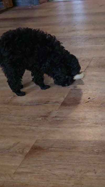 BeBe, a female Poodle - Toy  for sale in Millerstown, PA – 8 of 8