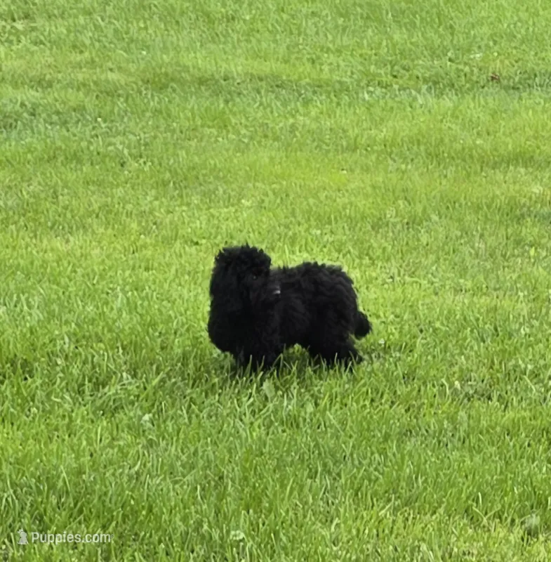 Bear – Maltipoo puppy for sale in Millerstown, PA