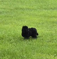 Bear, a male Maltipoo for sale in Millerstown, PA – 1 of 8