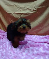Tiny Tot, a female Yorkipoo for sale in Millerstown, PA – 2 of 5