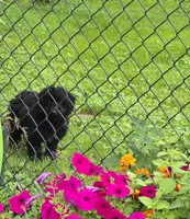 Bear, a male Maltipoo for sale in Millerstown, PA – 2 of 8