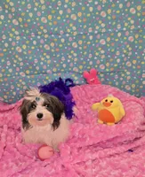  Bunnieboo, a female Shichon for sale in Millerstown, PA – Photo 1 of 4