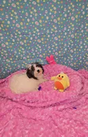  Bunnieboo, a female Shichon for sale in Millerstown, PA – Photo 3 of 4