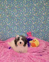  Bunnieboo, a female Shichon for sale in Millerstown, PA – Photo 2 of 4