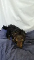 Bubba, a male Yorkipoo for sale in Millerstown, PA – 3 of 3