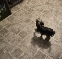 Yolo, a female Yorkshire Terrier for sale in Millerstown, PA – 6 of 7