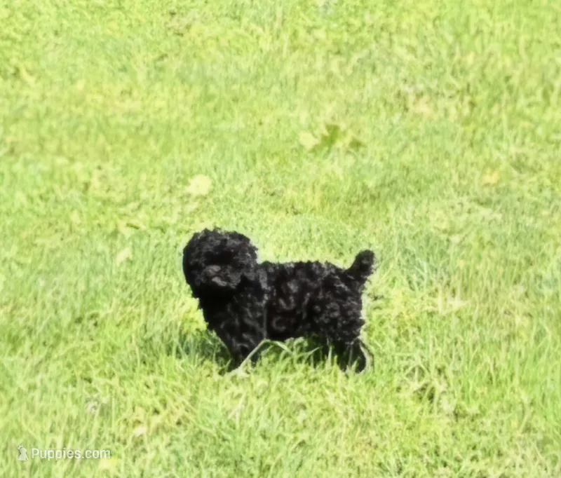 BeBe – Poodle - Toy  puppy for sale in Millerstown, PA