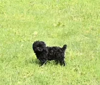 BeBe, a female Poodle - Toy  for sale in Millerstown, PA – 2 of 8