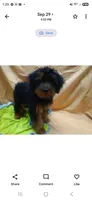 Bubba, a male Yorkipoo for sale in Millerstown, PA – 4 of 7