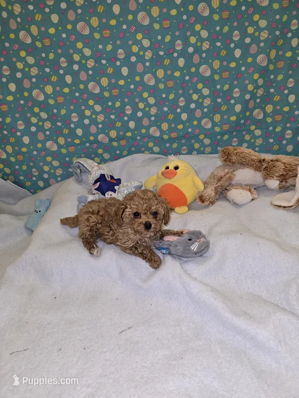 Telly – Poodle - Toy  puppy for sale in Millerstown, PA