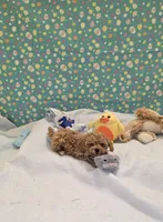 Telly, a male Poodle - Toy  for sale in Millerstown, PA – Photo 1 of 3