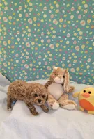 Telly, a male Poodle - Toy  for sale in Millerstown, PA – Photo 2 of 3