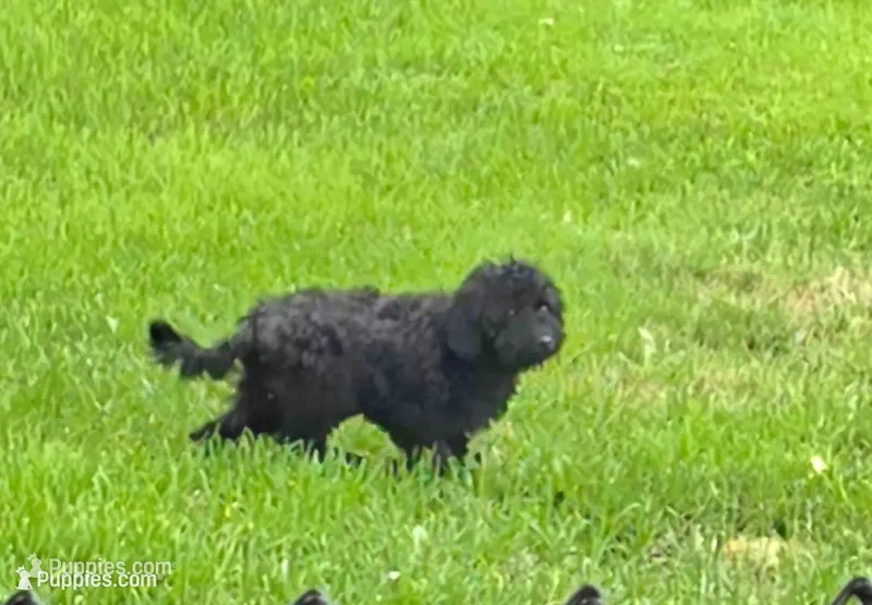 Bear – Maltipoo puppy for sale in Millerstown, PA