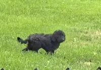 Bear, a male Maltipoo for sale in Millerstown, PA – 8 of 8