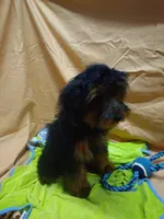 Bubba, a male Yorkipoo for sale in Millerstown, PA – 2 of 7