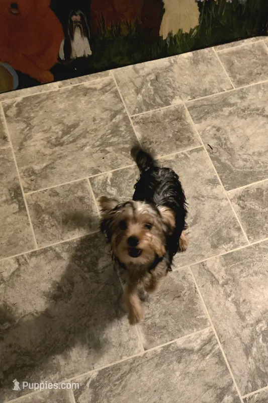 Yolo – Yorkshire Terrier puppy for sale in Millerstown, PA