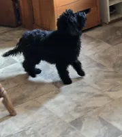 Bear, a male Maltipoo for sale in Millerstown, PA – 5 of 8
