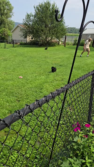 Bear, a male Maltipoo for sale in Millerstown, PA – 6 of 8