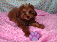 Penny lane, a female Poodle - Toy  for sale in Millerstown, PA – Photo 2 of 6