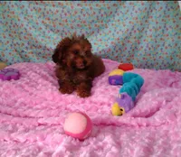Penny lane, a female Poodle - Toy  for sale in Millerstown, PA – Photo 3 of 6