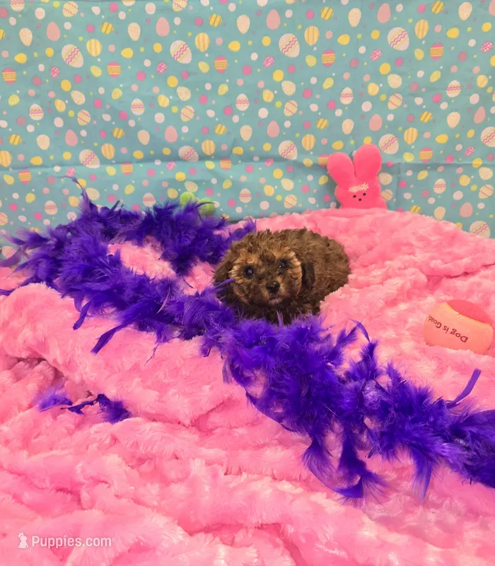 Penny lane – Poodle - Toy  puppy for sale in Millerstown, PA