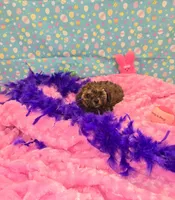 Penny lane, a female Poodle - Toy  for sale in Millerstown, PA – Photo 1 of 4