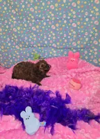 Penny lane, a female Poodle - Toy  for sale in Millerstown, PA – Photo 2 of 4