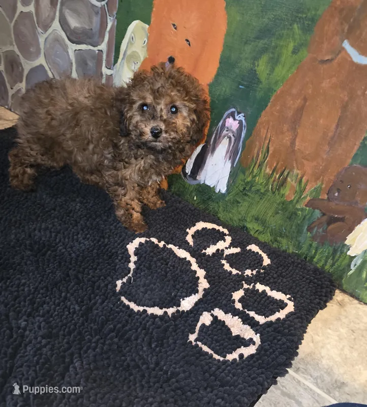 Penny lane – Poodle - Toy  puppy for sale in Millerstown, PA