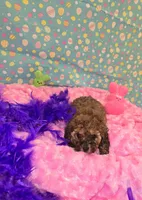 Penny lane, a female Poodle - Toy  for sale in Millerstown, PA – Photo 4 of 4