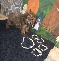 Penny lane, a female Poodle - Toy  for sale in Millerstown, PA – Photo 2 of 5