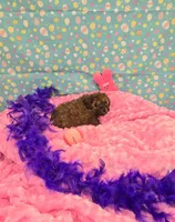 Penny lane, a female Poodle - Toy  for sale in Millerstown, PA – Photo 3 of 4