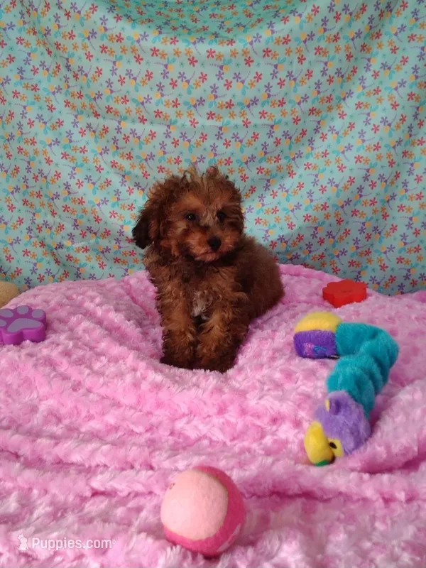 Penny lane – Poodle - Toy  puppy for sale in Millerstown, PA