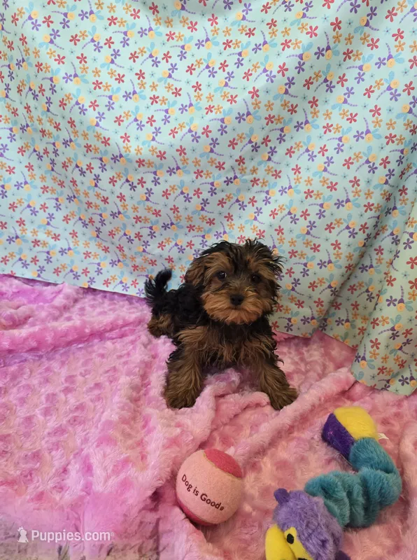 Tiny Tot – Yorkipoo puppy for sale in Millerstown, PA