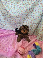 Tiny Tot, a female Yorkipoo for sale in Millerstown, PA – 1 of 3
