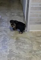 Yolo, a female Yorkshire Terrier for sale in Millerstown, PA – 3 of 3
