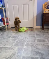 Little Luna, Jelly, a female Maltipoo for sale in Millerstown, PA – Photo 2 of 4