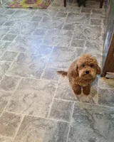 Little Luna, Jelly, a female Maltipoo for sale in Millerstown, PA – Photo 1 of 4