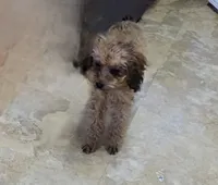 Penny lane, a female Poodle - Toy  for sale in Millerstown, PA – 1 of 5