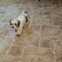 Teddybear Mako, a male Shihpoo and Poodle - Toy  for sale in Millerstown, PA – Photo 5 of 5