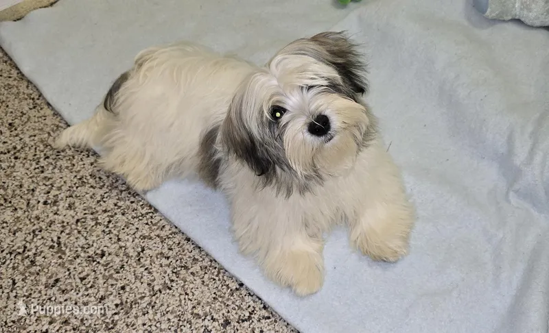 Teddybear Mako – Shihpoo, Poodle - Toy  puppy for sale in Millerstown, PA
