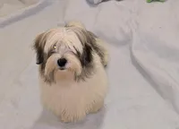 Teddybear Mako, a male Shihpoo and Poodle - Toy  for sale in Millerstown, PA – Photo 4 of 5