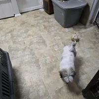 Teddybear Mako, a male Shihpoo and Poodle - Toy  for sale in Millerstown, PA – Photo 2 of 5