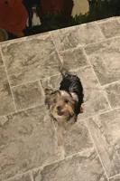 Yolo, a female Yorkshire Terrier for sale in Millerstown, PA – 7 of 7