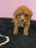 Berry, a female Poodle - Toy  for sale in Millerstown, PA – 3 of 3
