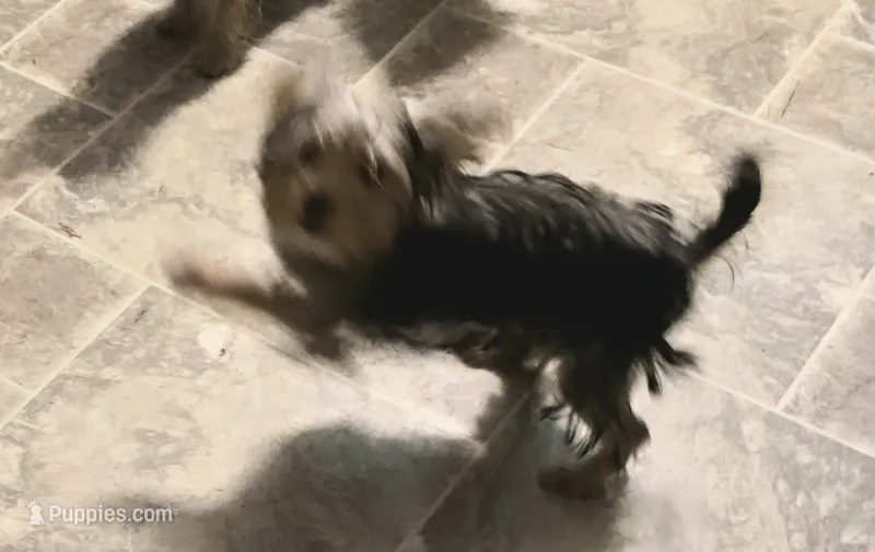 Yolo – Yorkshire Terrier puppy for sale in Millerstown, PA