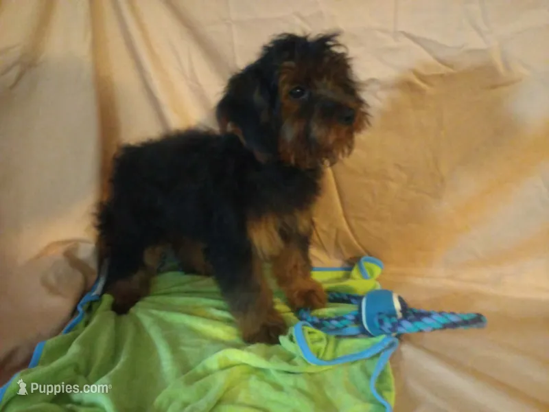 Bubba – Yorkipoo puppy for sale in Millerstown, PA